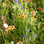 Arrow Annual Wildflower Mixture