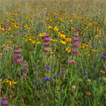 Arrow Prairie Wildflower Mixture