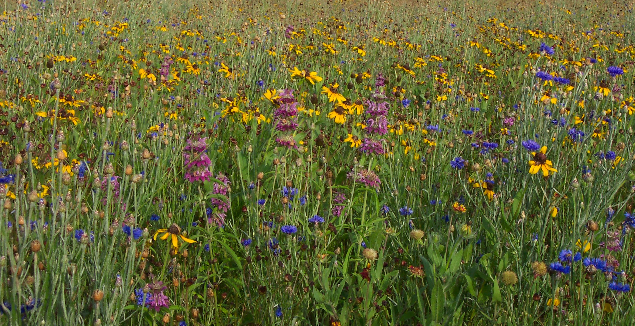 Arrow 1/2 Pint Wildflower Mixture