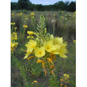 Primrose, Four-Point Evening