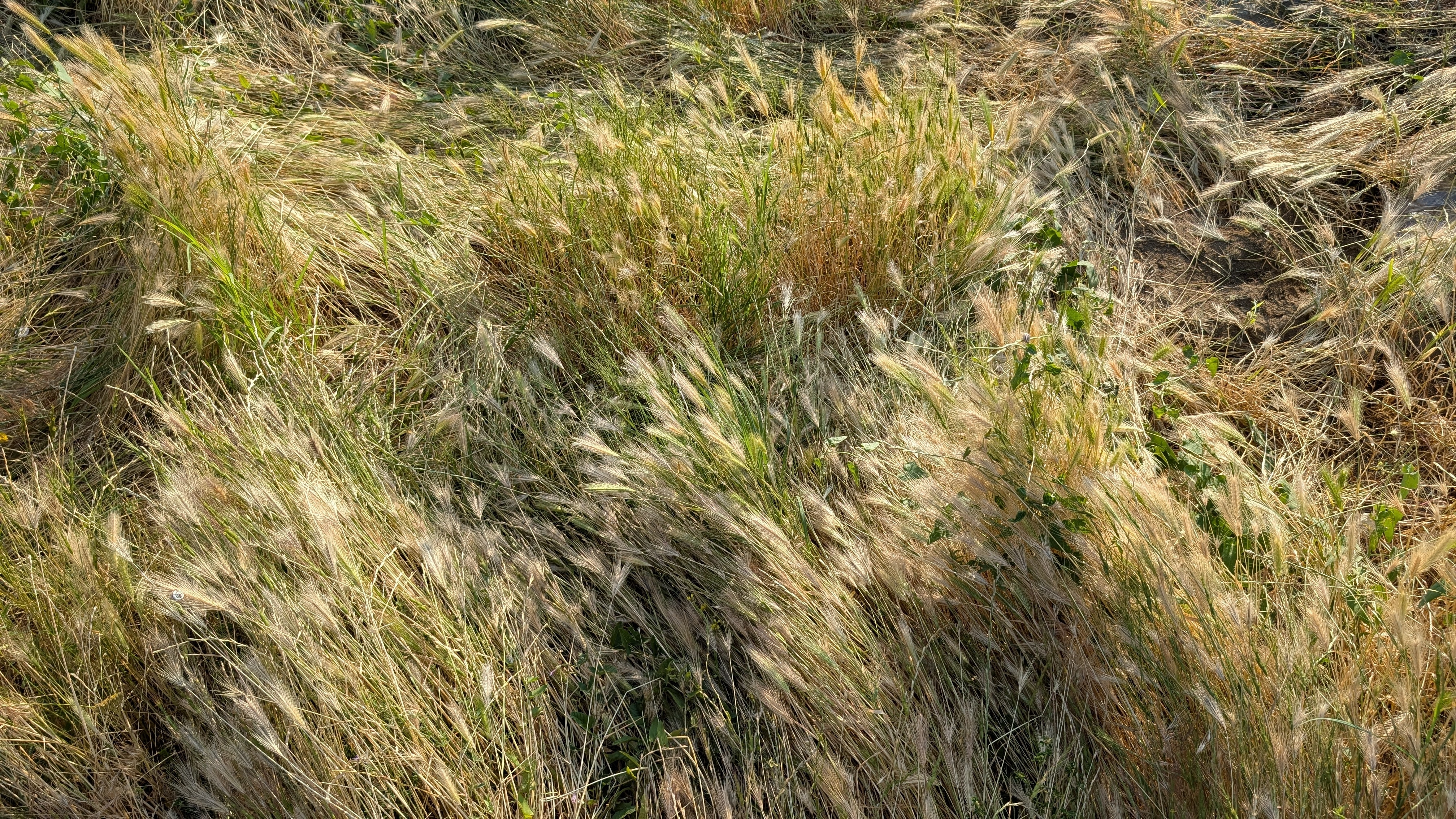 Shortgrass Prairie Mixture