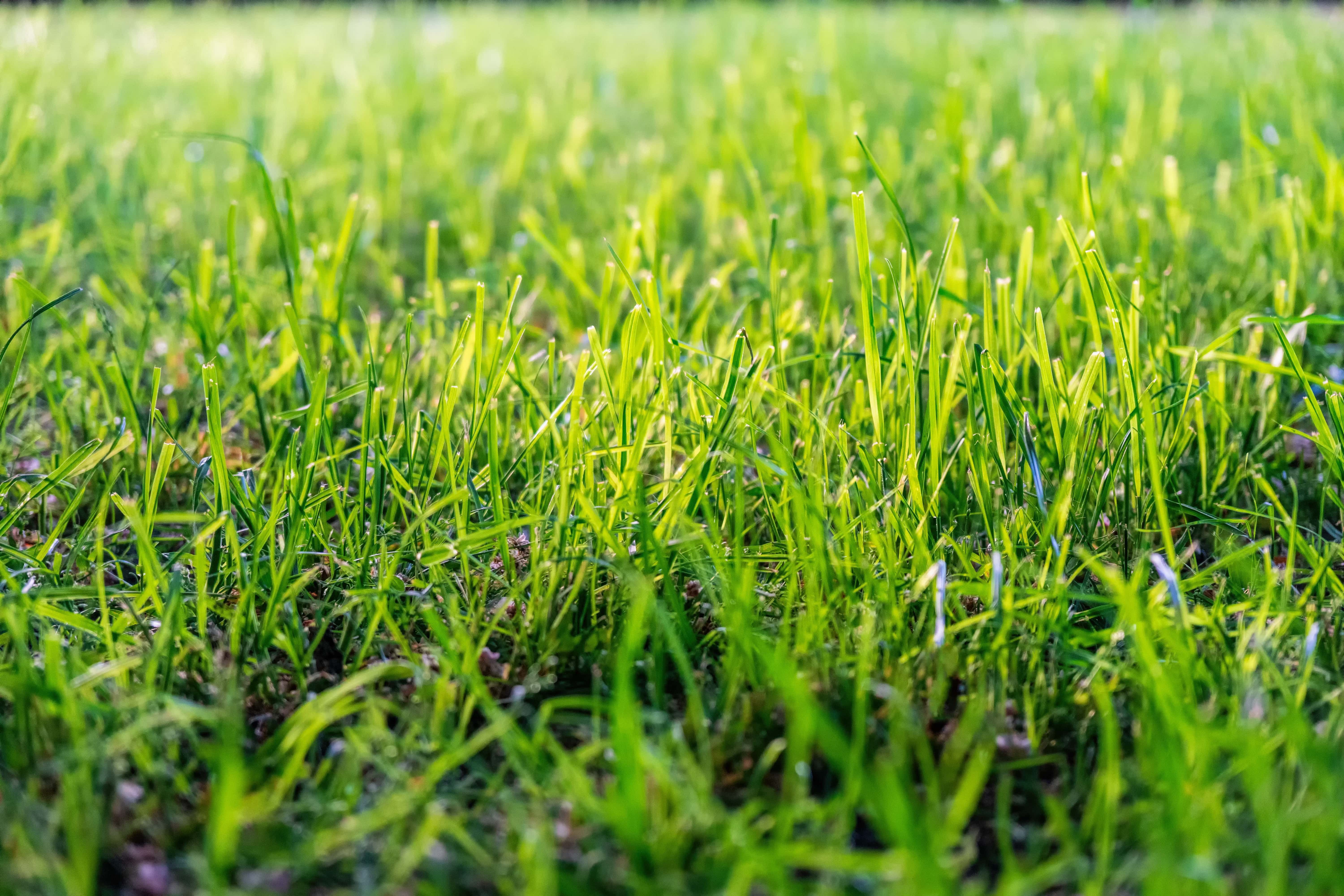 Water Wise Lawn