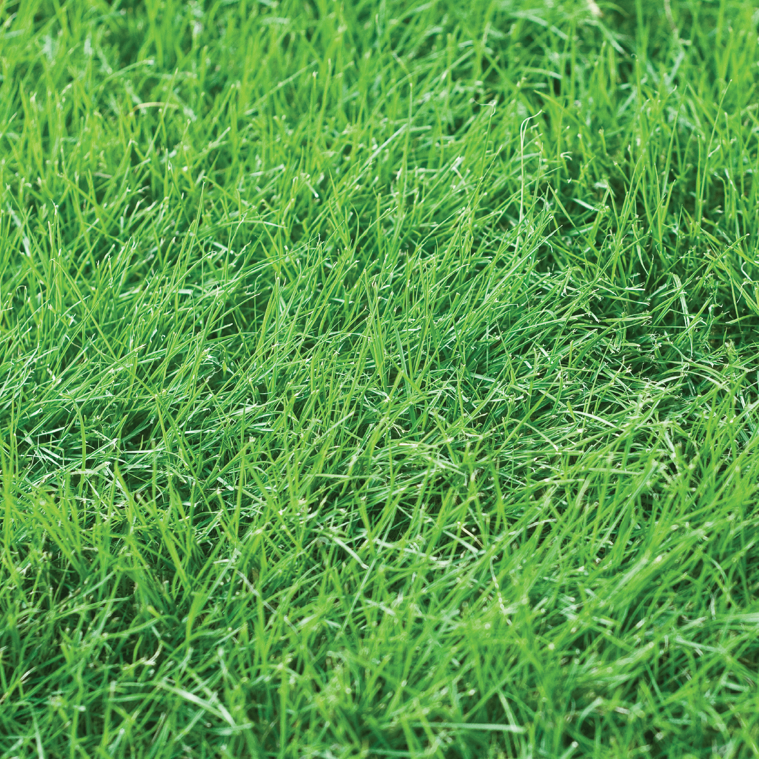 Fine Fescue Blend