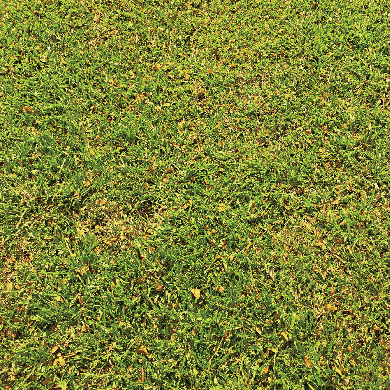 Perennial Ryegrass Blend