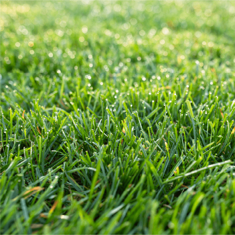 Sun & Shade Turf Blend