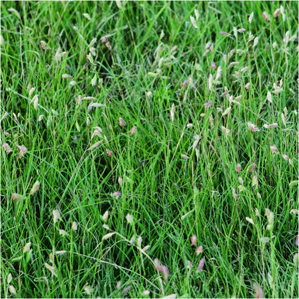 Buffalograss Blend