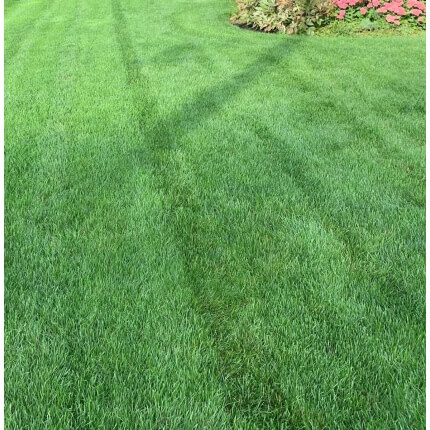Northeast Turf Blend