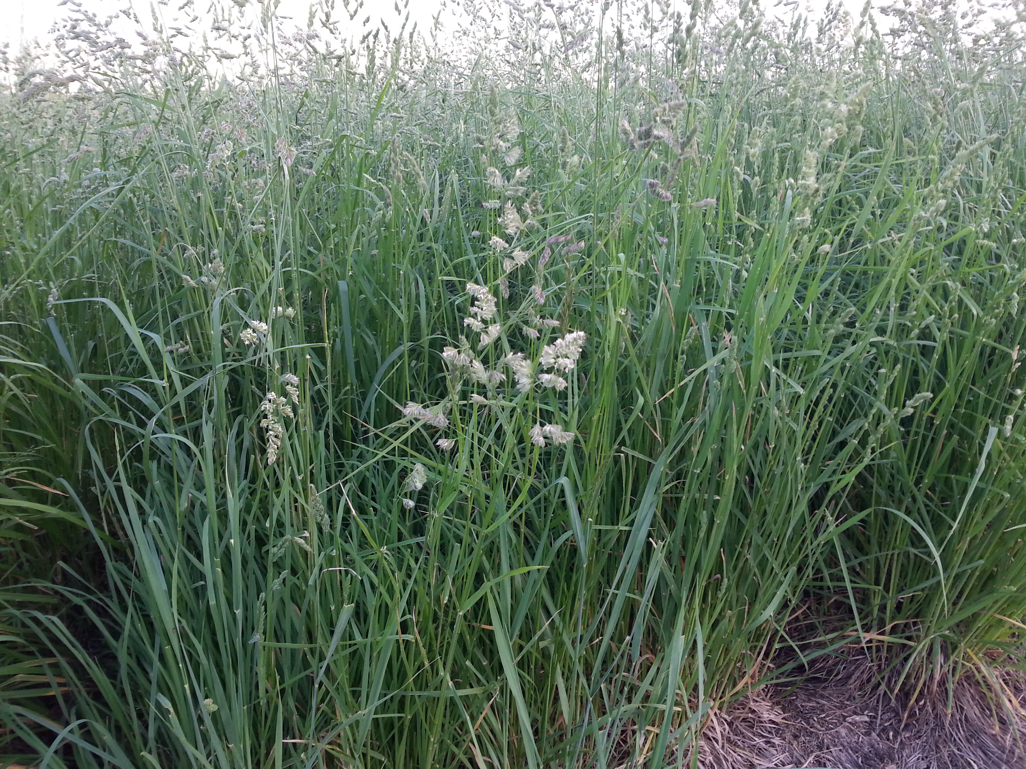Upland Pasture Mixture