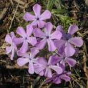 Prairie Phlox