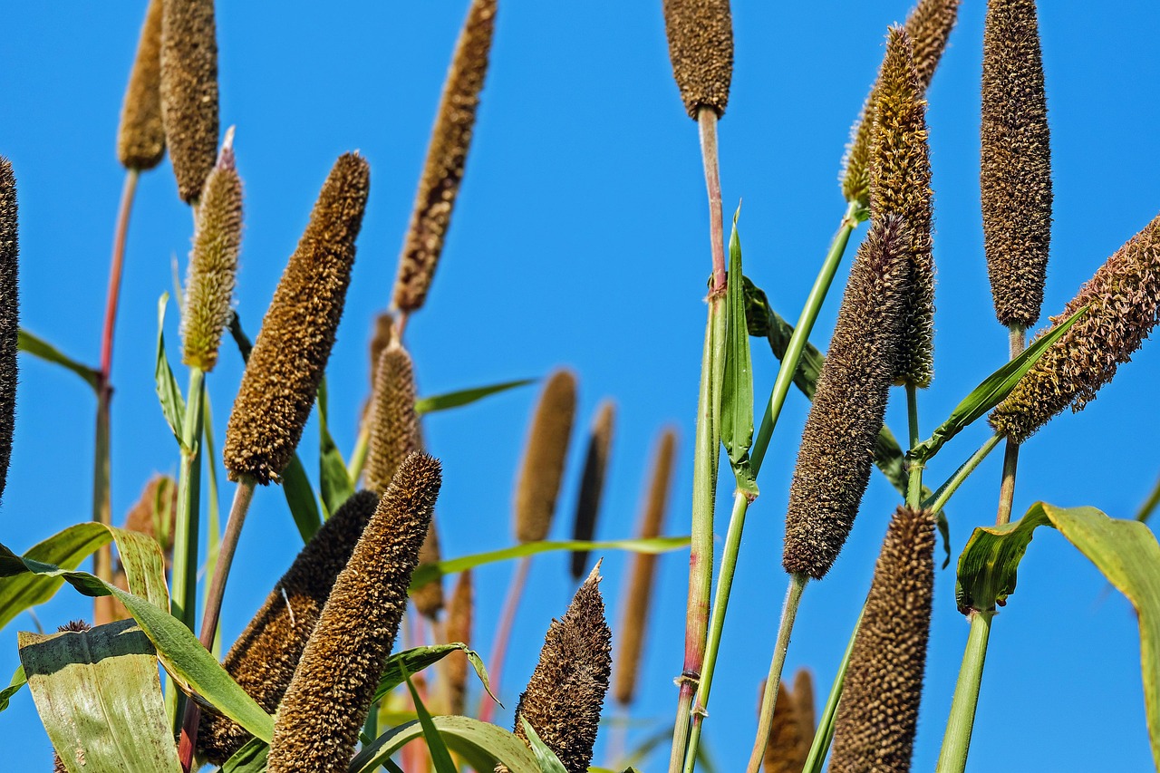 Cattails